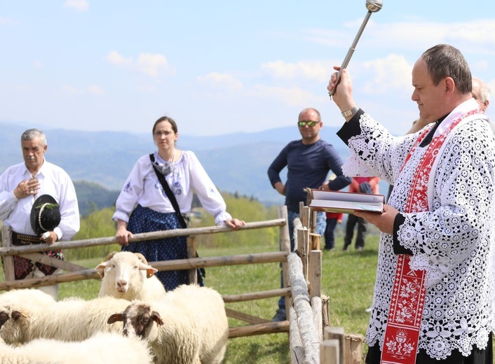 Mieszanie owiec u bacy Piotra Kohuta w Koniakowie - 2020