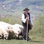 Mieszanie owiec u bacy Piotra Kohuta w Koniakowie - 2020