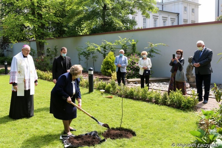 Dąb na setne urodziny Jana Pawła II