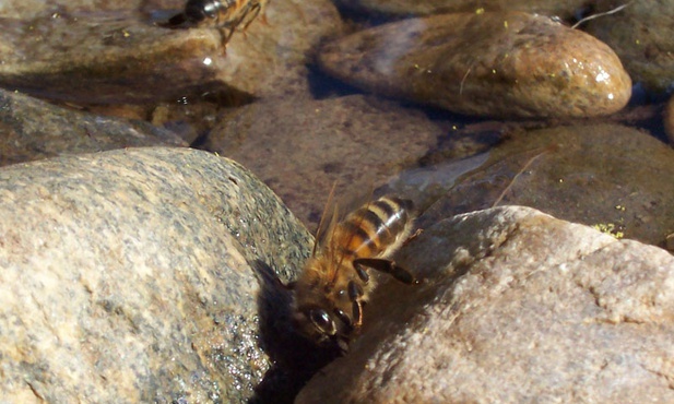 Pszczoły pijące wodę