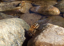 Pszczoły pijące wodę