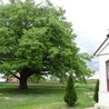 Lipa św. Jana Nepomucena z Dulczy Wielkiej została Drzewem Roku 2020