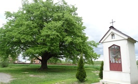 Lipa św. Jana Nepomucena z Dulczy Wielkiej została Drzewem Roku 2020