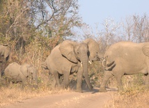 Tajemnicza śmierć ponad 400 słoni 