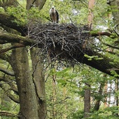 ◄	Bociany czarne najczęściej budują gniazda na dębach i sosnach.