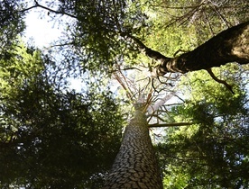 Wśród obiektów przyrody wybranych do objęcia ochroną, zdecydowanie przeważają drzewa.
