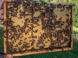 Pszczelarze w Krynicy czekają na spadź.
