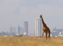 Jaka przyszłość najstarszego Parku Narodowego Kenii?