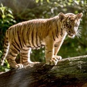 Tygrysica Surya we wrocławskim zoo