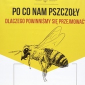 Lubań. Z zapylaczami się "opyla"