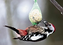 Ułatwieniem dla ptaków są karmniki, z których ziarno wysypuje się w miarę, jak je zjadają