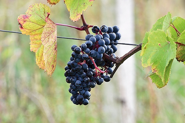 Odmiany winorośli Rondo i Regent są w Polsce bardzo rozpowszechnione. Idealnie nadają się do uprawy w tym klimacie.