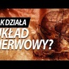 Jak działa układ nerwowy?