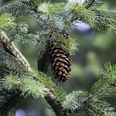 Śląskie. Nadleśnictwa z województwa śląskiego sprzedają drzewka ze swoich plantacji