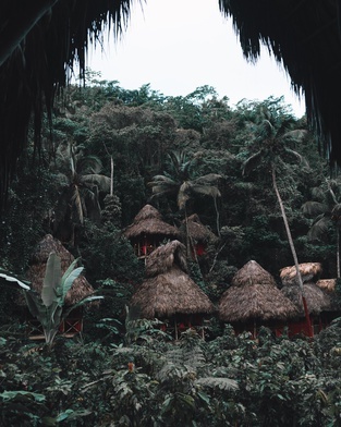 Dramat Amazonii - źródła nowej, groźniejszej odmiany koronawirusa