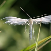 Natura w obiektywie Marcina Soi