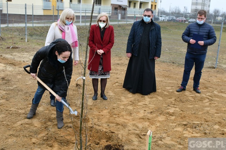 Trzy dęby przy gorzowskim Katoliku