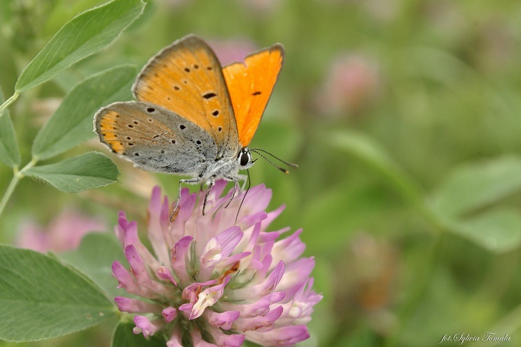 Natura jest kobietą