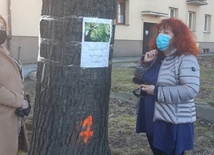 Katowice. Ponad 70 drzew może pójść pod topór w południowej części śródmieścia. Stowarzyszenie Mieszkańcy dla Katowic chce je obronić