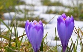 Fioletowe kwiatki pod Tatrami 