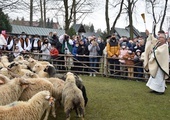 Owce poświęcone, czas na wypas