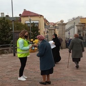 Ostrowiec Świętokrzyski. Żonkile nadziei