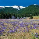 Łanowo kwitnące krokusy na Polanie Chochołowskiej  w Tatrach