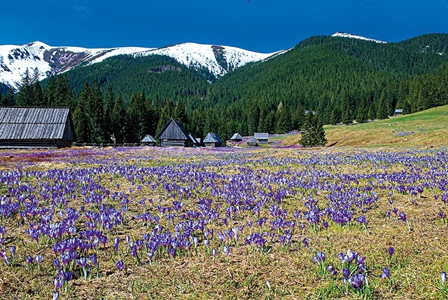 Łanowo kwitnące krokusy na Polanie Chochołowskiej  w Tatrach