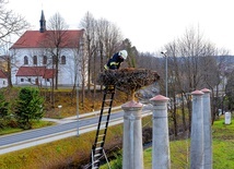 Strażak ochotnik poprawia bocianie gniazdo w Tyrawie Wołoskiej  (woj. podkarpackie).