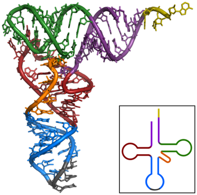 Naukowcy opracowali metodę podwójnego znakowania mRNA