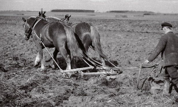 Przez całe międzywojnie podstawową siłą pociągową na polskiej wsi były konie. Biedniejsi chłopi zaprzęgali do pługów woły, a nawet krowy. Traktory, które produkowano w Polsce już od 1923 roku, mogli sobie kupić zamożni właściciele dużych majątków ziemskich.