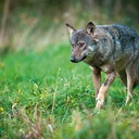 Wilk – doskonały myśliwy specjalizujący się w polowaniu na jelenie, sarny i dziki.