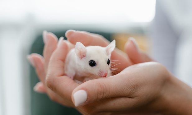 "Tańczące" cząsteczki naprawiły rdzeń kręgowy myszy