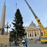 Na plac Świętego Piotra przywieziono choinkę z Trydentu