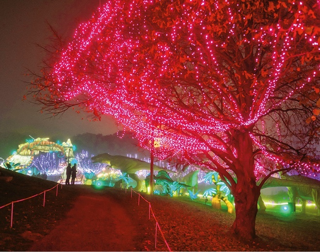Trzy miesiące 80 chińskich twórców z Zigong w prowincji Sichuan instalowało oświetlenie na festiwal latarń w parku Ritouret.  30.11.2021  Blagnac, Francja