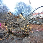 Buk na Plantach powalony przez wichurę