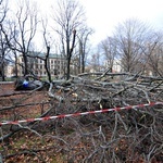 Buk na Plantach powalony przez wichurę