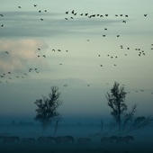 30 tysięcy kilometrów... Jak ptaki czytają mapę Ziemi?