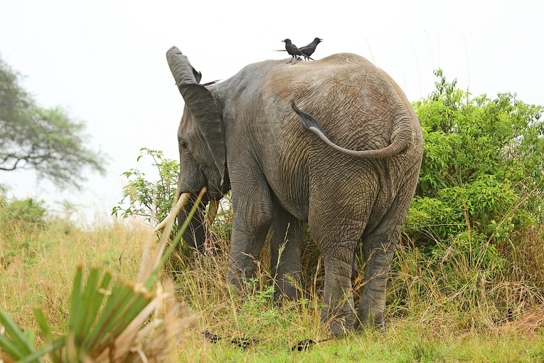 Naukowiec stratowany przez słonia