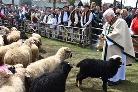 Ludźmierz. Święto Bacowskie, czyli żywa owieczka w kościele 