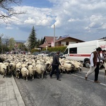 Mieszanie owiec u bacy Piotra Kohuta w Koniakowie