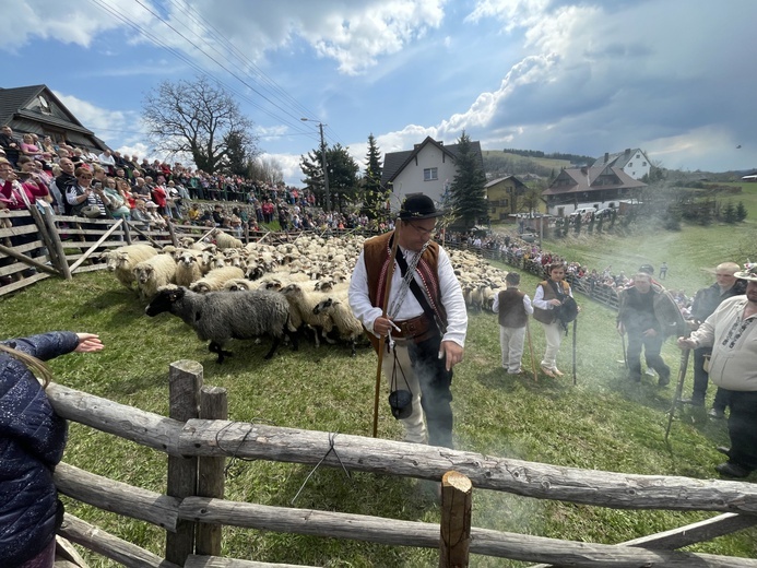 Mieszanie owiec u bacy Piotra Kohuta w Koniakowie