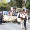 Mieszanie owiec u bacy Piotra Kohuta w Koniakowie