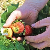 Owoce uprawiane  na ponad 4200 ha trafiają na targowiska całego kraju oraz Europy.