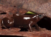 Potwierdzenie odkrycia nowego gatunku żaby wymagało złapania kilku osobników i zbadania ich DNA