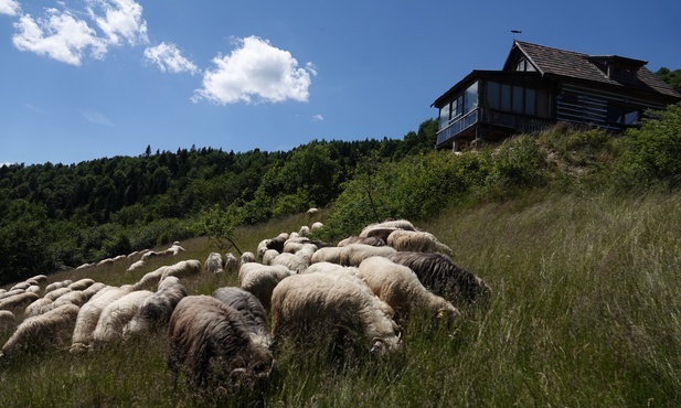 Ochotnica Górna. 700 owiec pod Gazdówką Wojtyłową