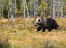 Tatrzański PN: W razie spotkania niedźwiedzia spokojnie się oddal
