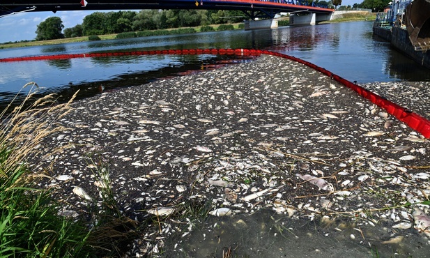Niemcy. Media: toksyczne algi mogły przyczynić się do wyginięcia ryb w Odrze