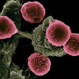 Naukowcy ogłaszają przełom w produkcji przeciwnowotworowych komórek