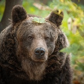 Wrocławski oddział IPN adoptował niedźwiedzia w zoo. Dlaczego?